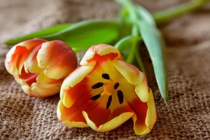 tulip-3173206_640