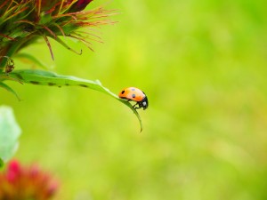 ladybug-1271964_1280