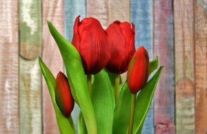 tulips-3167462_640