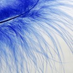 feather-2978976_640